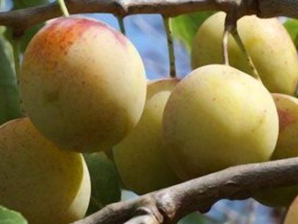 62832 svestka jefferson