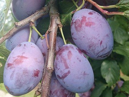 62904 svestka ruth gerstetter