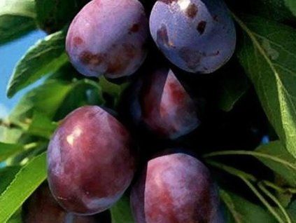 62907 svestka silvia