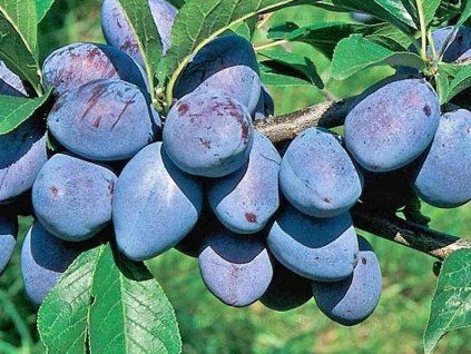 62922 svestka tegera