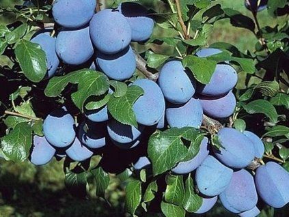 62946 svestka topfirst