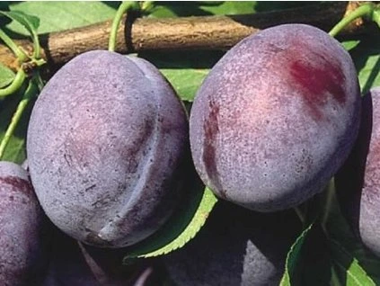 63021 svestka vision