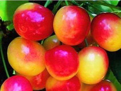 65097 tresen rainier