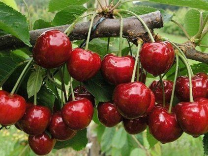 65223 tresen sunburst