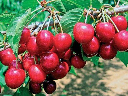 65256 tresen sylvana