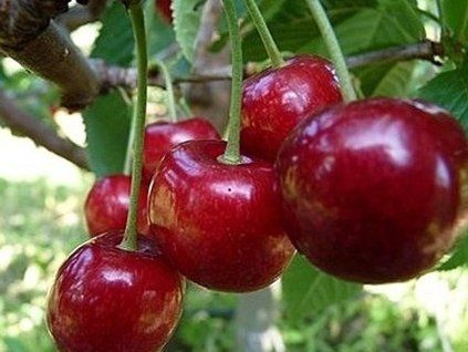 65292 tresen techlovan