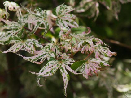 Acer palmatum 'Ukigumo'