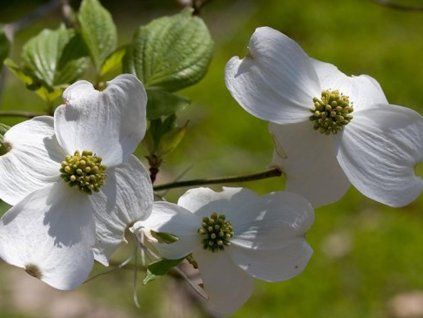 cornus florida