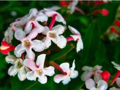 Abelia