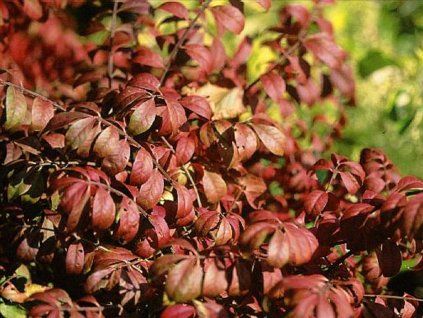 Euonymus alatus Fireball
