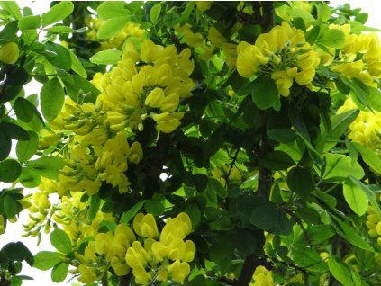 72108 stedrenec alpsky sunspire