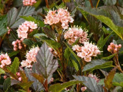 Physocarpus Little Devil (1)