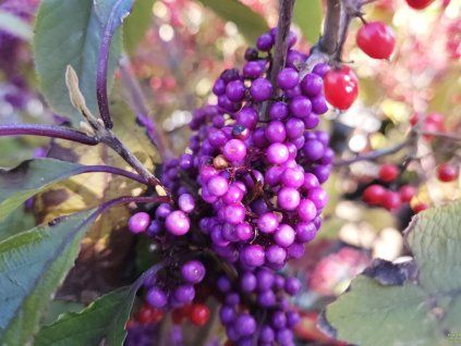 Callicarpa Profusion (1)