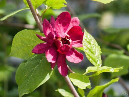 Calycanthus x raulstonii 'Hartlage Wine' (1)