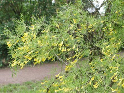 72216 4 cimisnik stromovity lorbergii