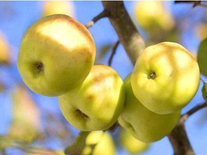 78810 1 jablon croncelske