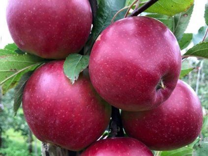 78819 1 jablon dark idol