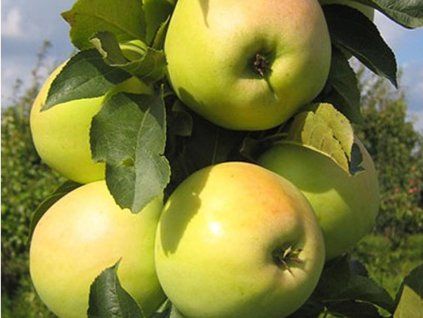 78837 1 jablon gold millenium