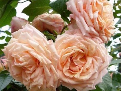 Rose 'Barock®' (Container C2)