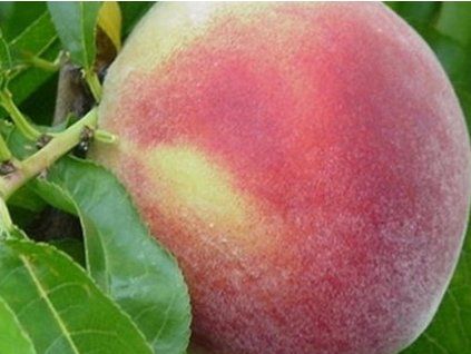 81097 1 broskvon sevcenko