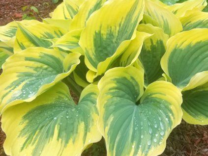 Bohy�ka �Liberty�