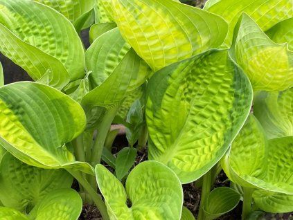 Funkie 'Rainforest Sunrise' (1)