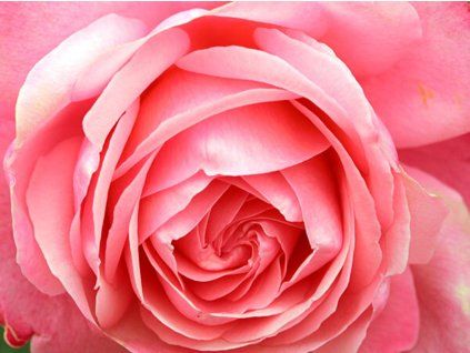 Rose 'Rosanna®' (Sonderverpackung)