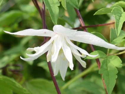 118193 plamenek albina plena