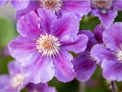 118205 1 plamenek ashva