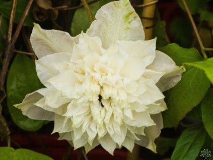 Clematis First Light (1)