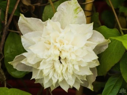 Clematis First Light (1)