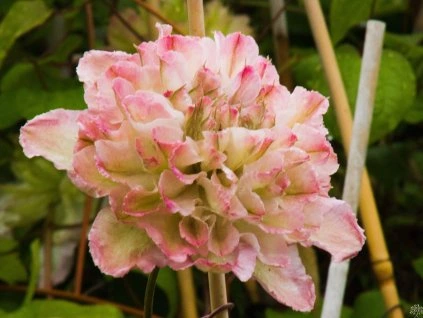 Clematis Pistazie Kuchen