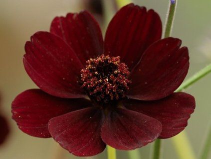 cosmos atrosanguineus