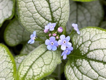 Brunnera Alexandria 1