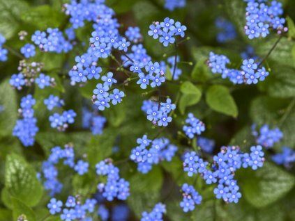 brunnera jack of diamonds apj21 19