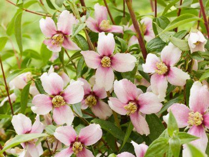 PHIL PERFPINK S53064