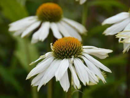 echinacea powwow white
