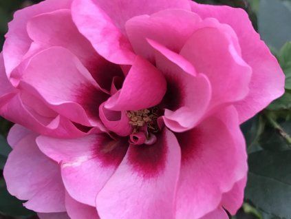 Looking for passion? (SPEKbant)