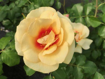 Looking for Romance a