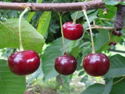 125535 visen ksiazeca