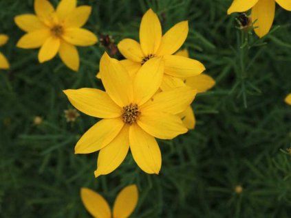 Coreopsis verticillata Grandiflora 6