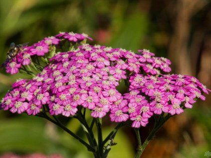 Achillea Pretty Belinda (1)