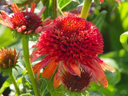 Echinacea-Karottenkuchen