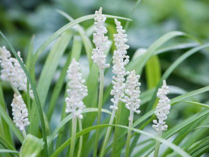 Liriope Muscari Monroe weiß 1