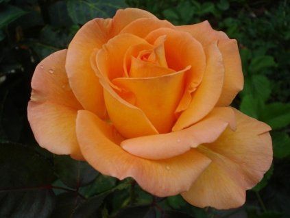 125850 1 Rosé-Whisky