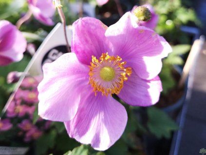 Anemone Praecox (2)
