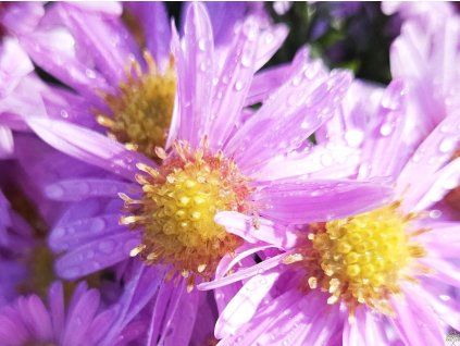 Aster Berryl (1) Exemplar