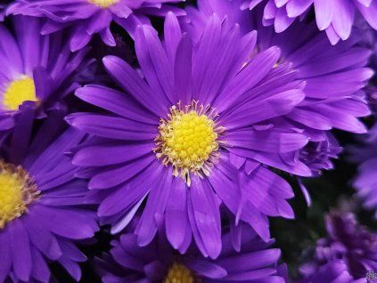 Aster Alpha Dunkelviolett (2)
