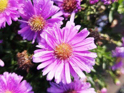 Aster Alpha Hellrosa (1)