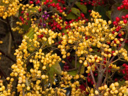 Viburnum Michael Dodge (1)